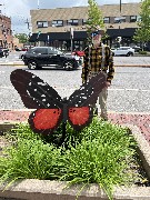 Dan Dorrough; Our Daily Walk; Butterflys; CNB Butterfly